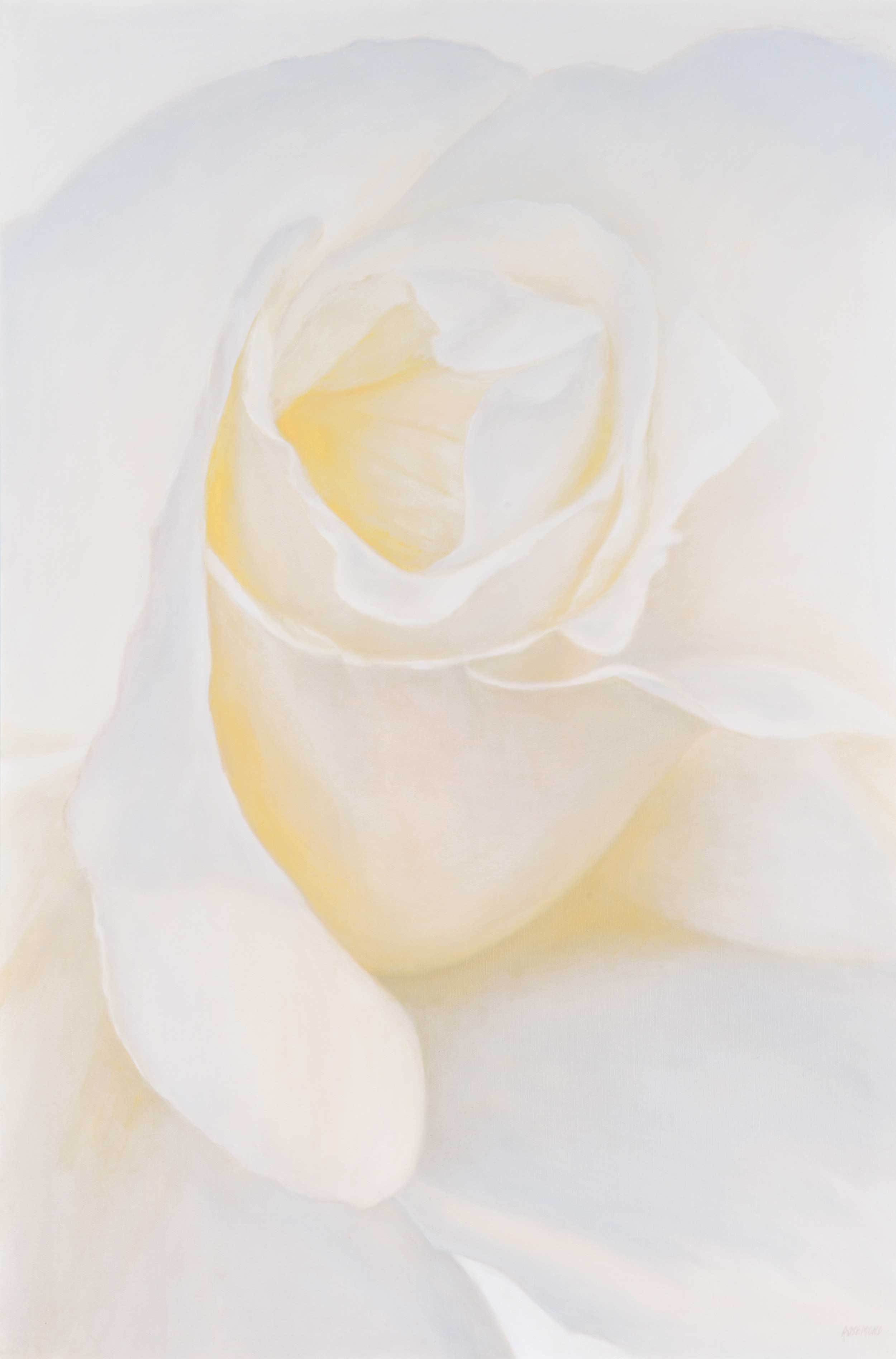  White Rose I, 24 x 36 Giclée  
